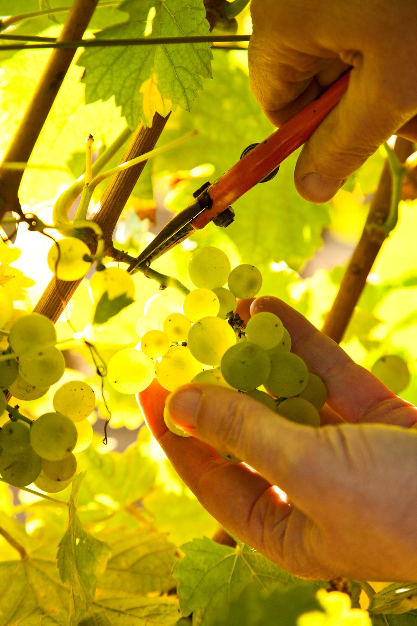 Pouilly_Guyollot_346