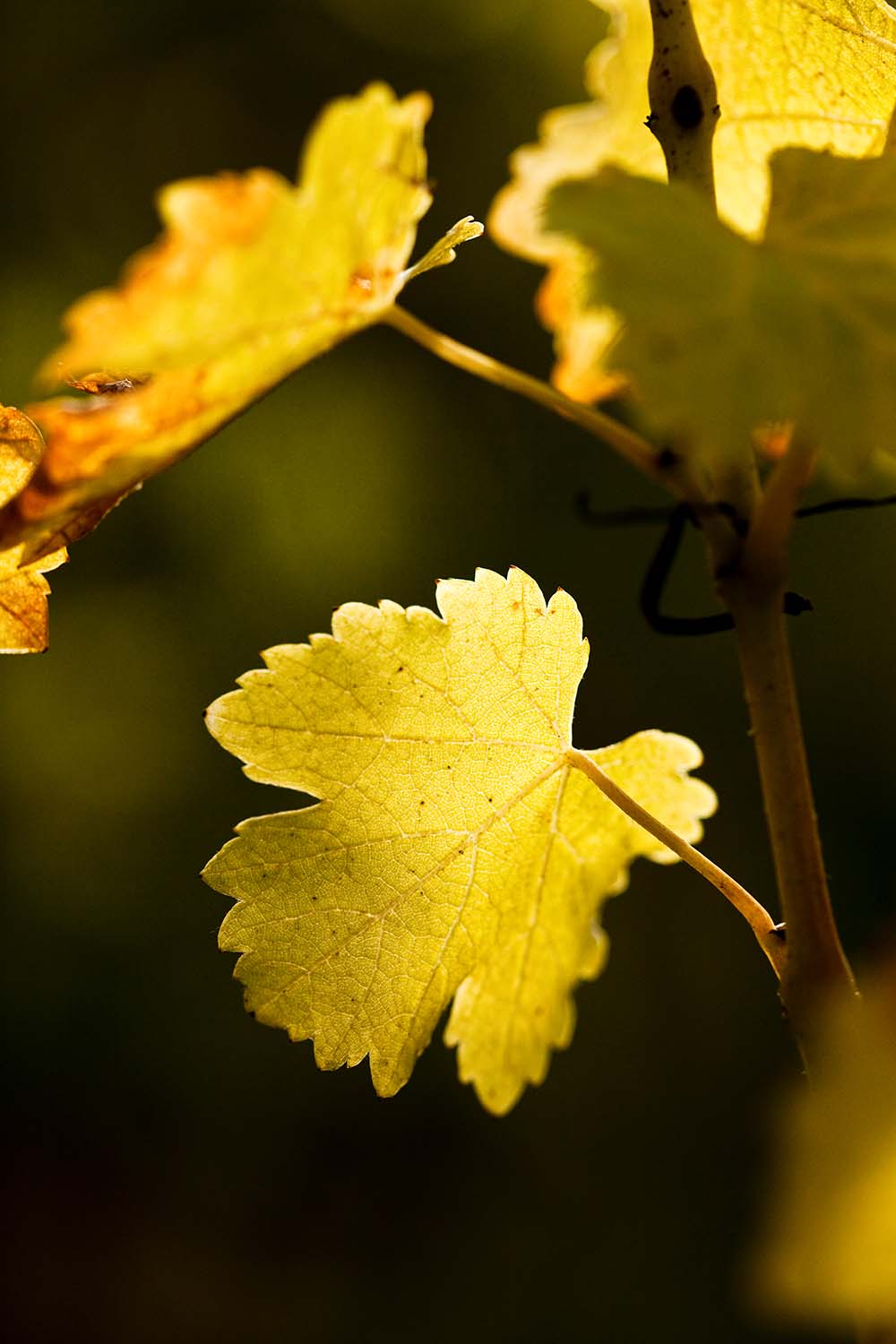Pouilly_Guyollot_354@0,75x